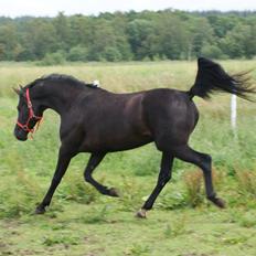 Hannoveraner Charilida