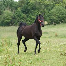 Hannoveraner Charilida