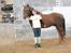 New Forest Choni