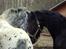 Frieser Rex - Rex og Xander Vinteren 2011 - 2012