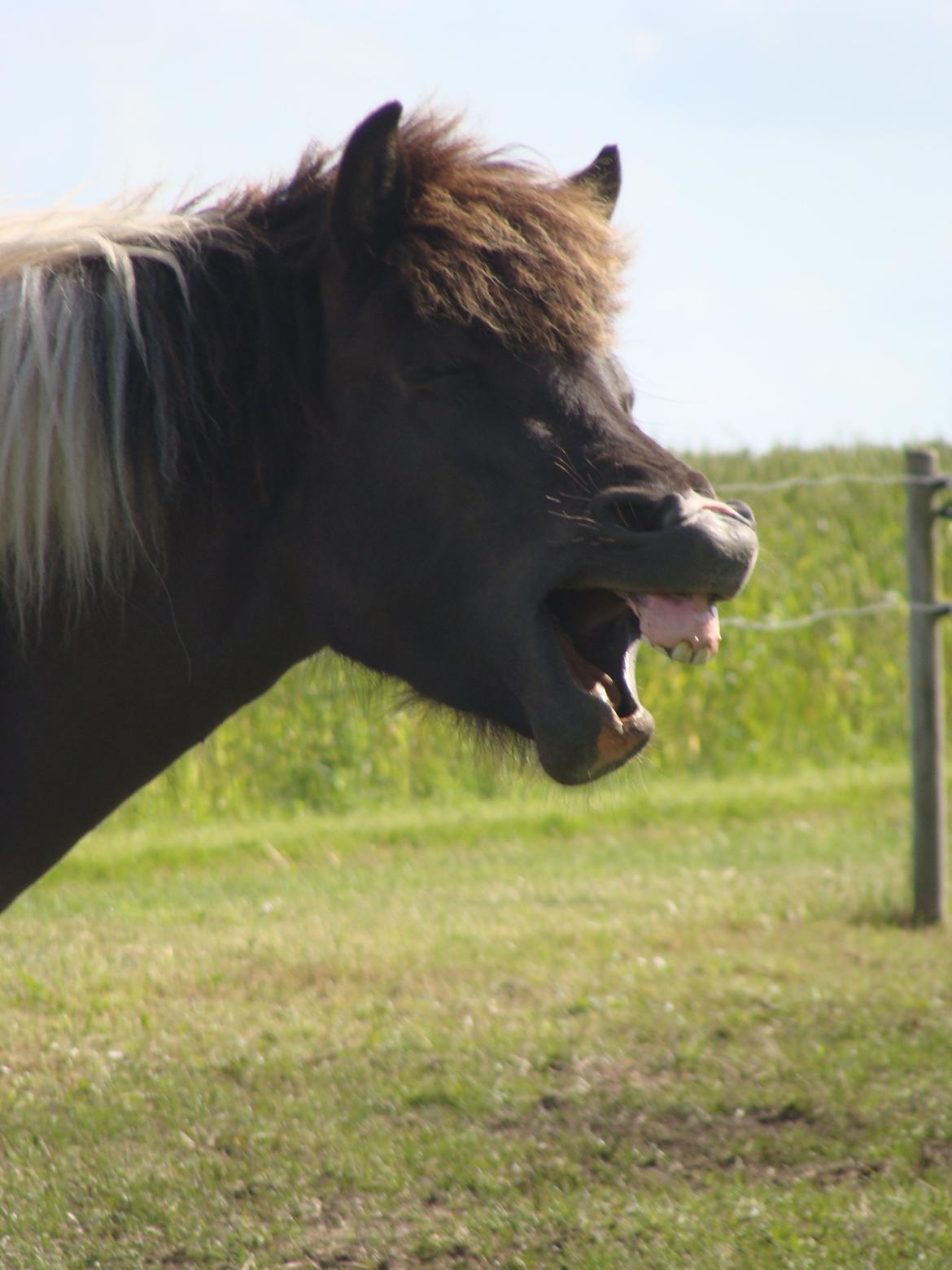 Islænder Hetta fra Stårup billede 4