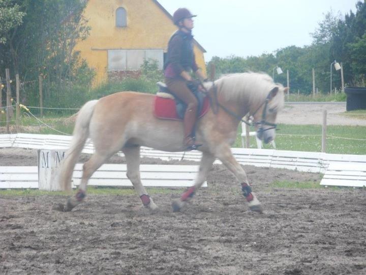 Haflinger Sir Toby billede 13