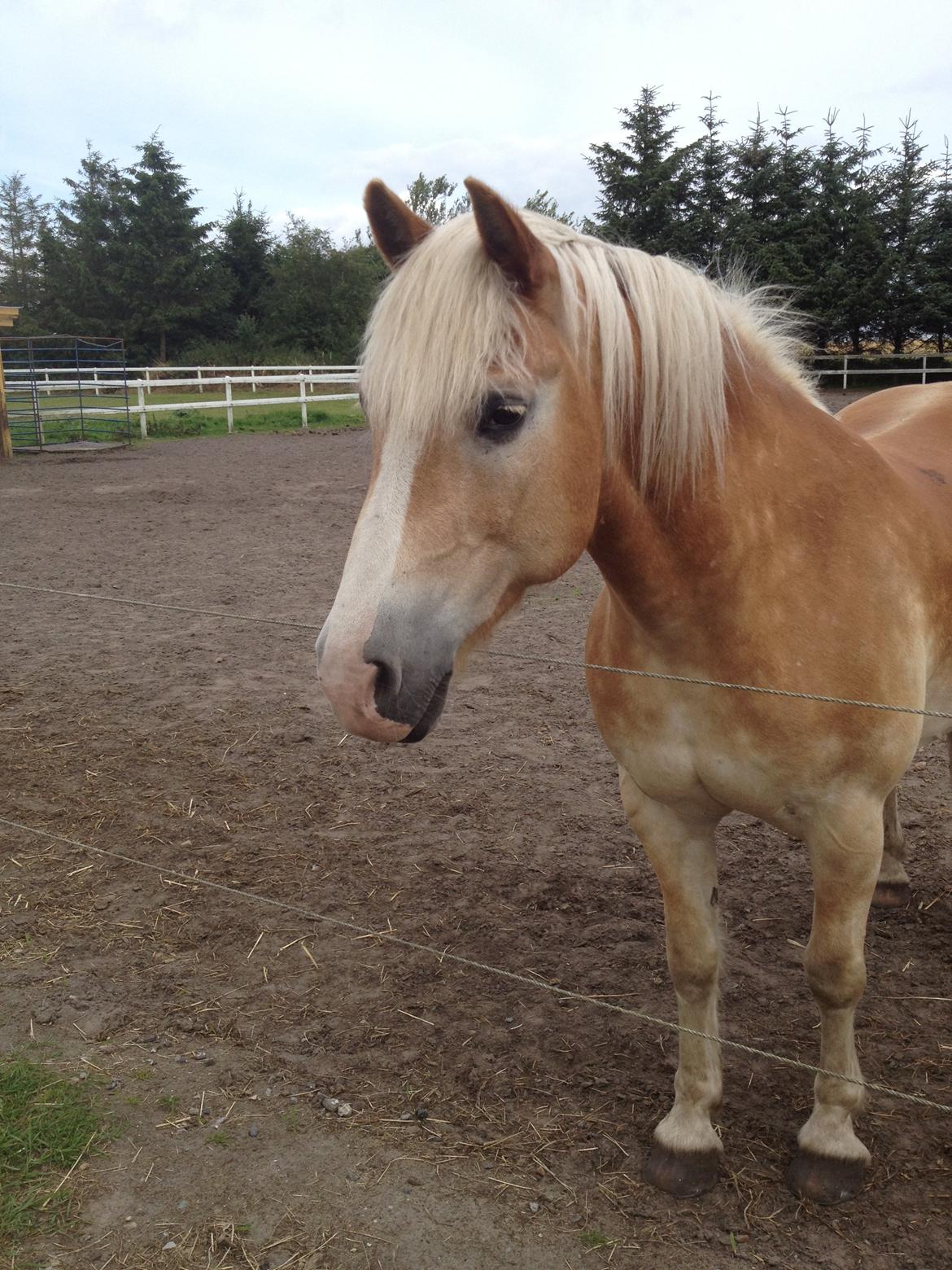 Haflinger Sir Toby billede 14