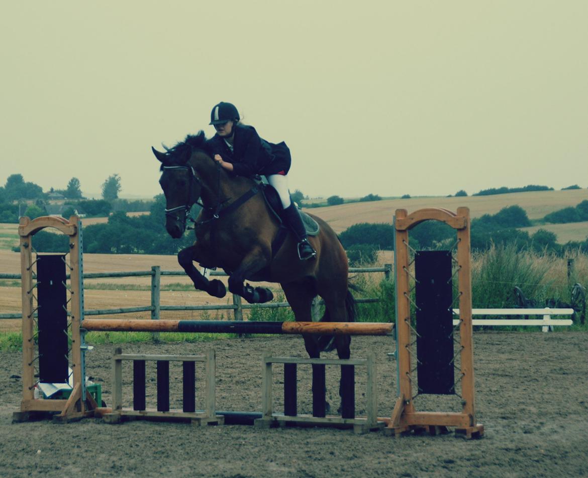 Dansk Varmblod Facit - SDS 29. juli 2012. Foto: Sisse - tak. billede 2