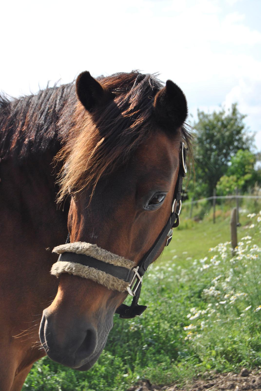 Anden særlig race Isabell  RIP  - sommer 2010 <3 *første sommer sammen*  billede 11