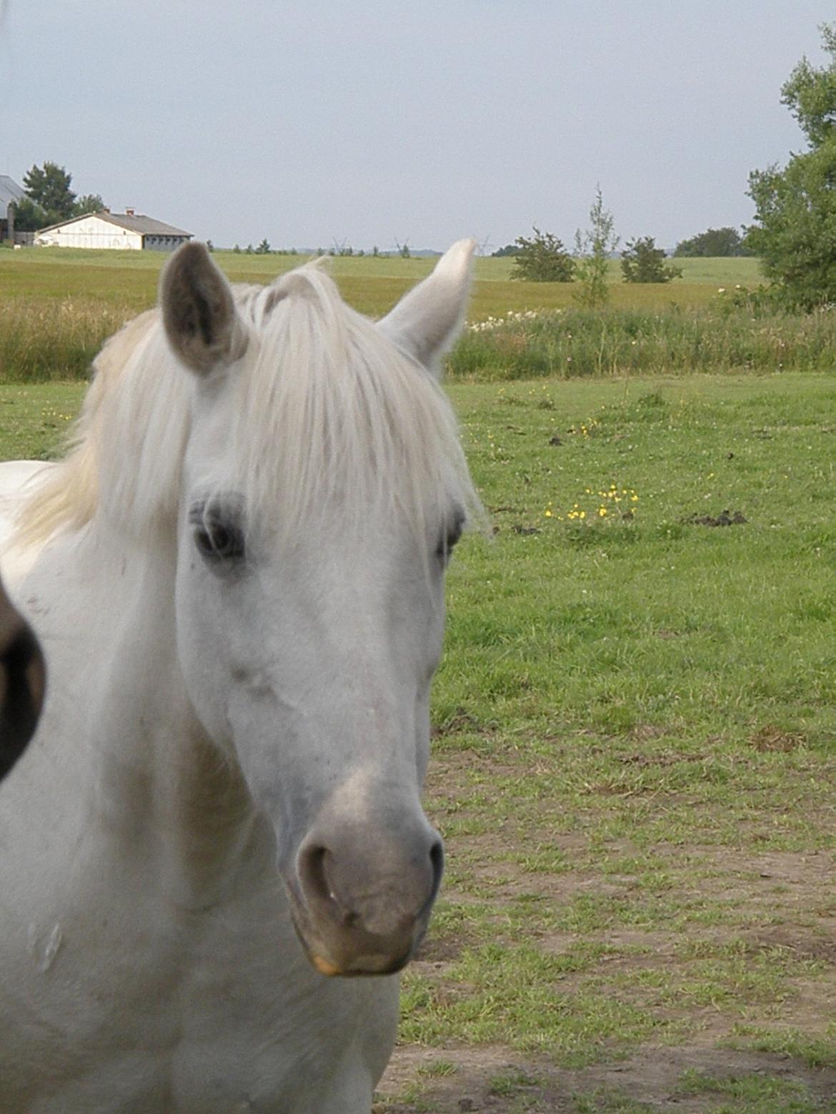 Welsh Pony (sec B) Prinzess of Beauty queen ( Pony) R.I.P billede 2