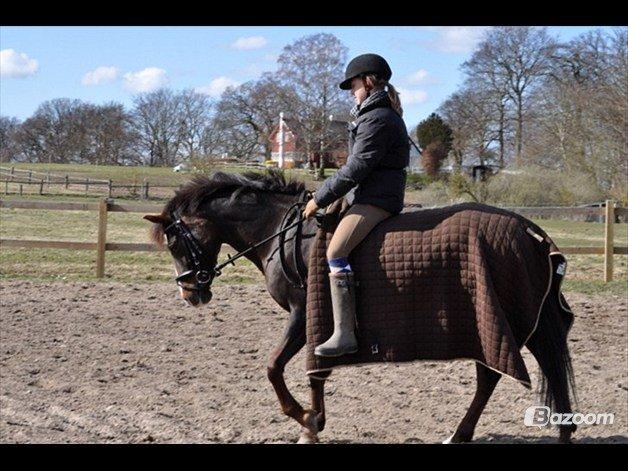 Anden særlig race Red Lady - rider lidt uden saddel:)<3
taget af Cecilie B billede 17