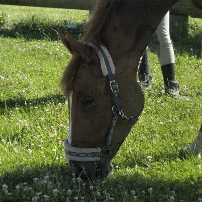 Dansk Varmblod Danik billede 9