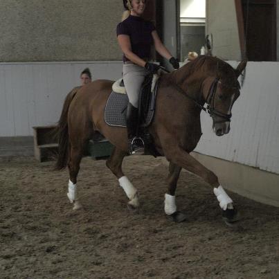 Dansk Varmblod Danik - 26.07.12 billede 10