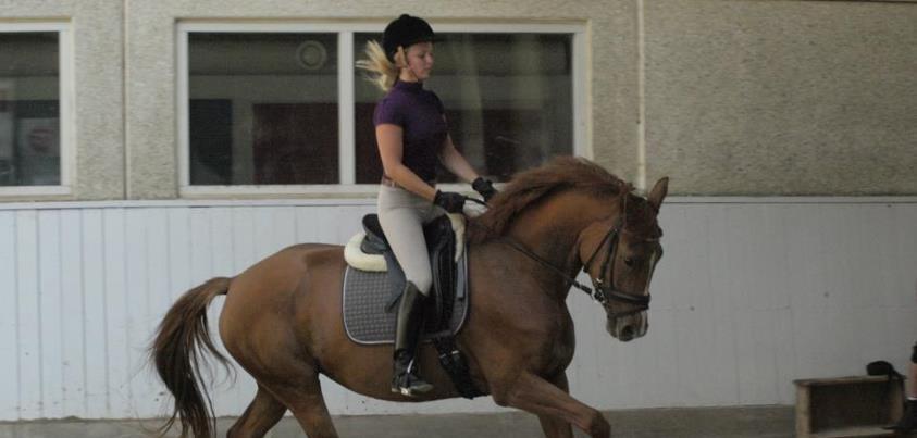 Dansk Varmblod Danik - 26.07.12 billede 11