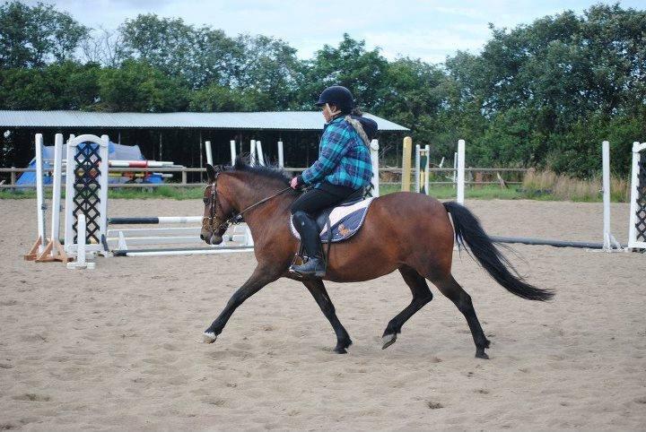 DSP Smedestedet's Kiwi.<3 Elsker dig stadig!<3 - På ridelejr igen :-) billede 13