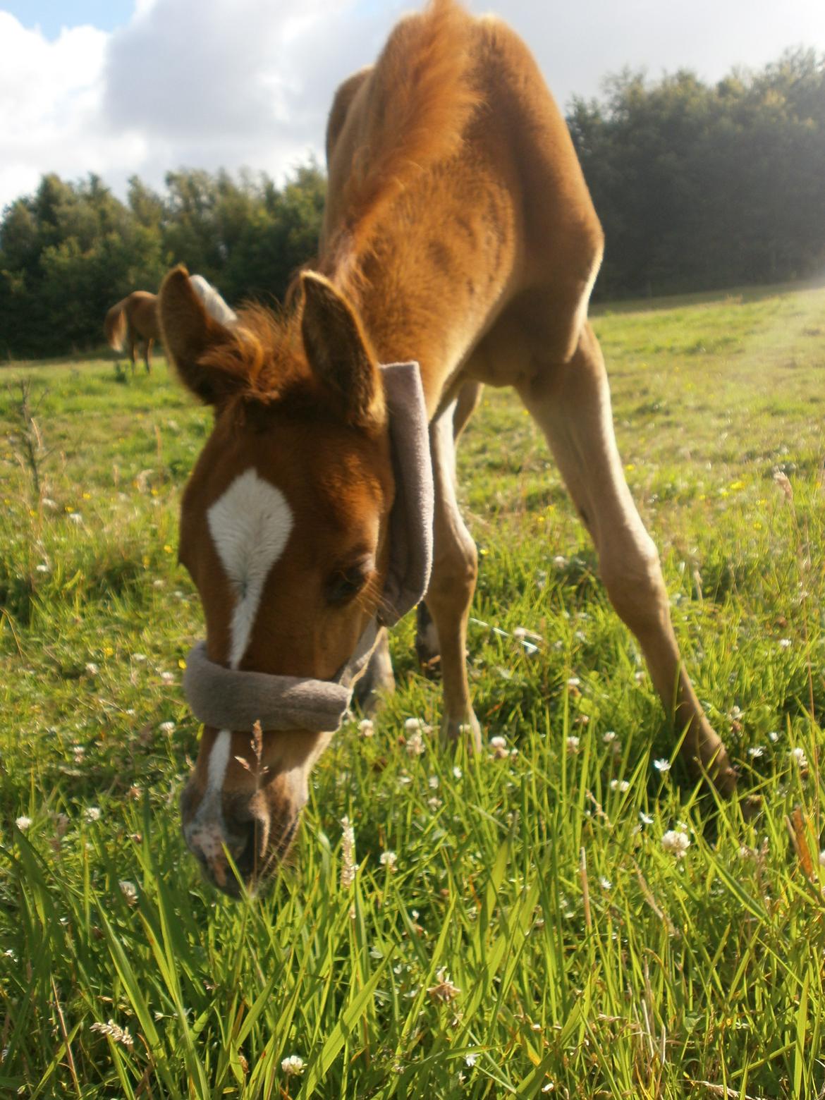 Arabisk fuldblod (OX) Stald Munkholm's Sheeba - Dig og mig for altid<3
Juli 2012 billede 16