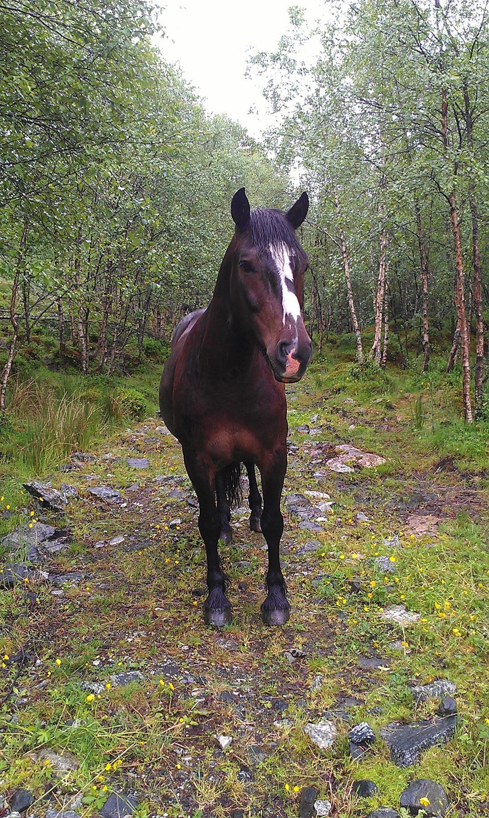 Koldblodstraver Nording billede 3