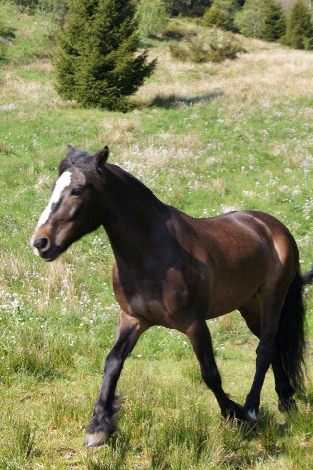 Koldblodstraver Nording billede 1