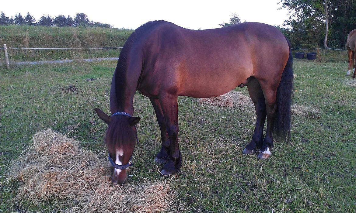 Koldblodstraver Nording billede 4