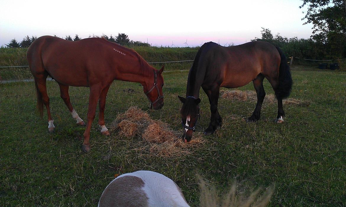 Koldblodstraver Nording billede 5