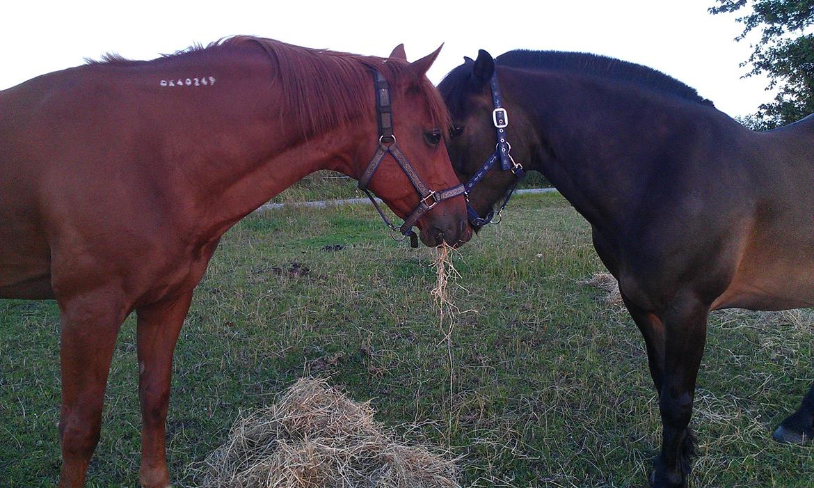 Koldblodstraver Nording billede 6