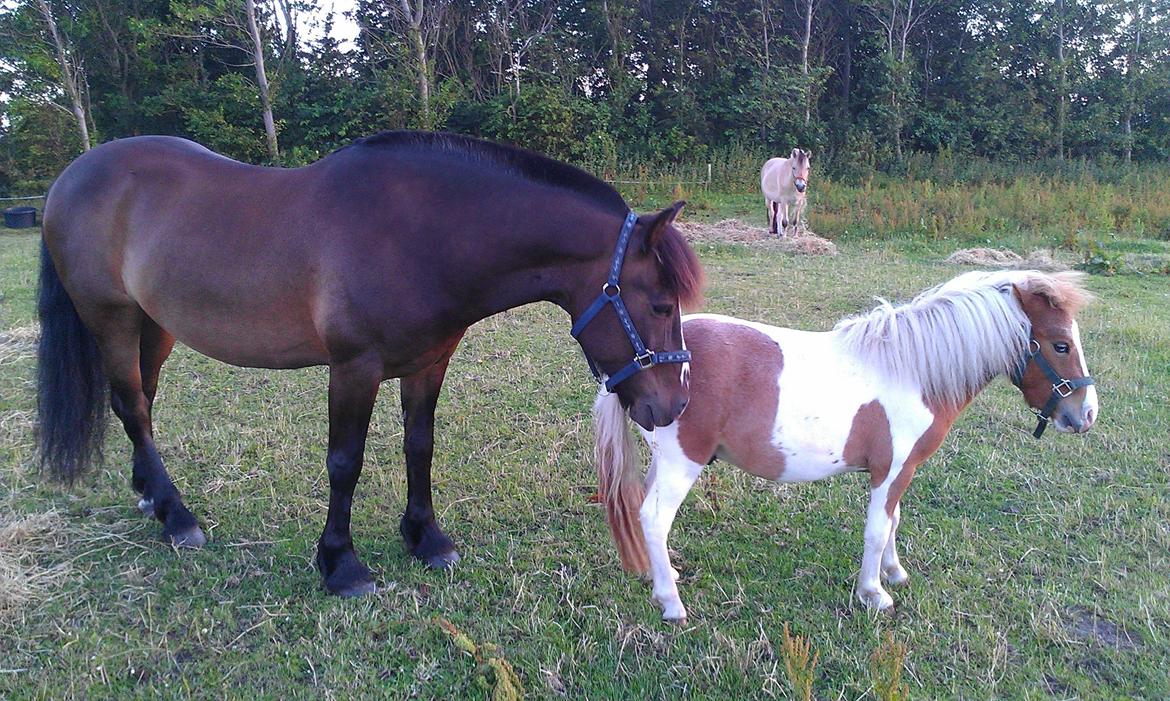 Koldblodstraver Nording billede 7