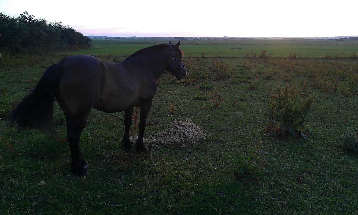 Koldblodstraver Nording billede 8