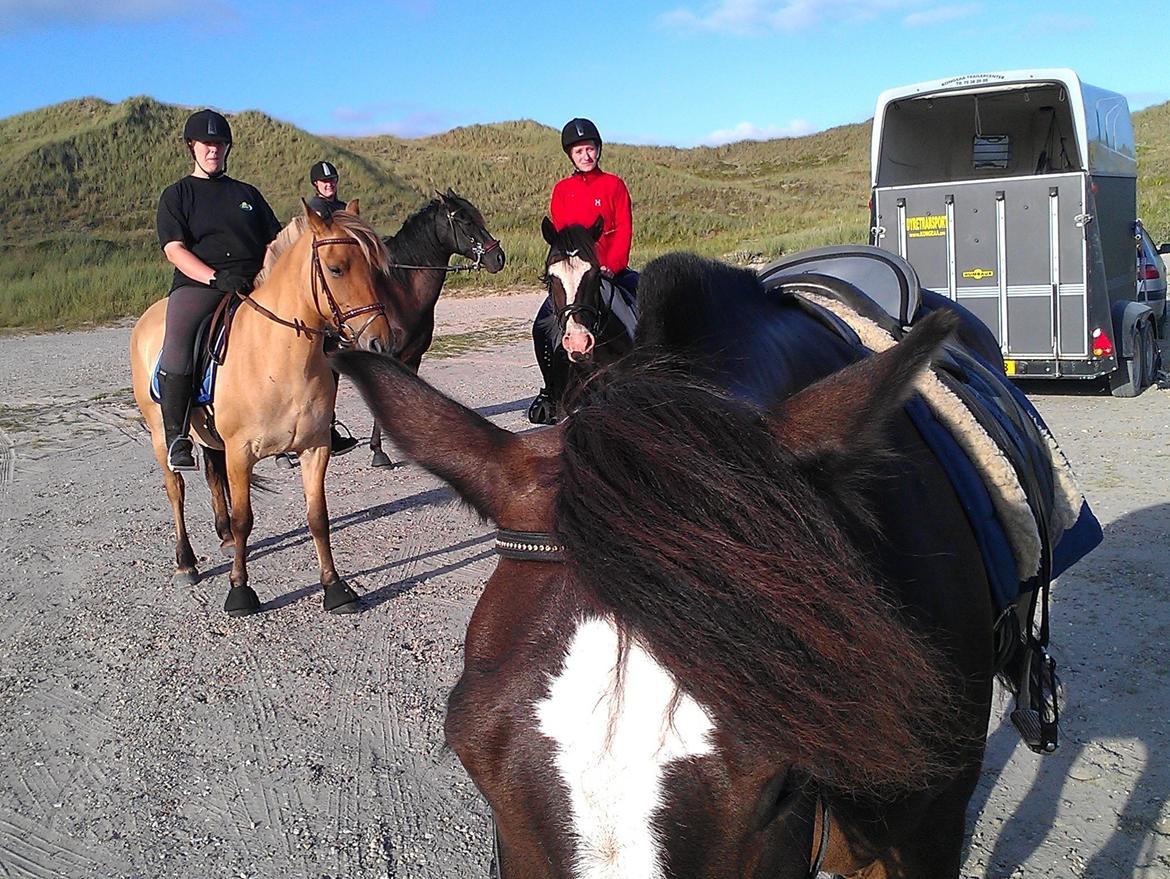 Koldblodstraver Nording billede 9