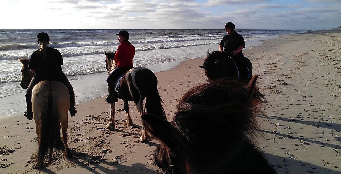 Koldblodstraver Nording billede 10