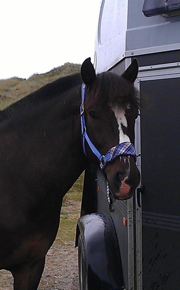 Koldblodstraver Nording billede 11