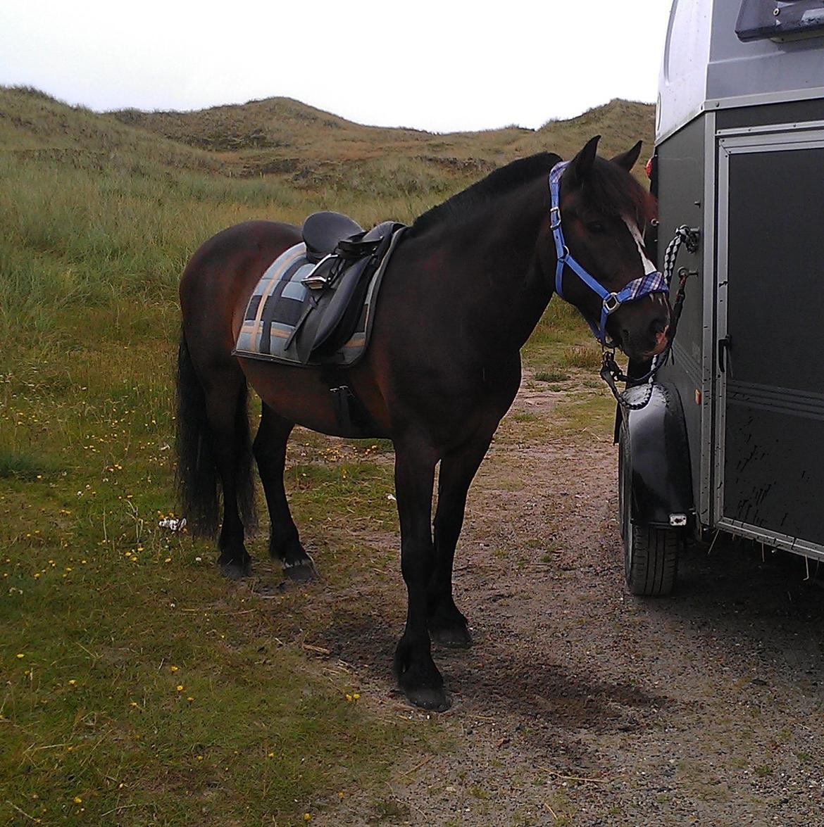 Koldblodstraver Nording billede 12