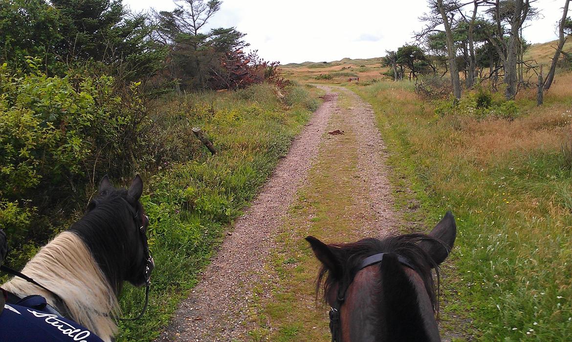 Koldblodstraver Nording billede 13