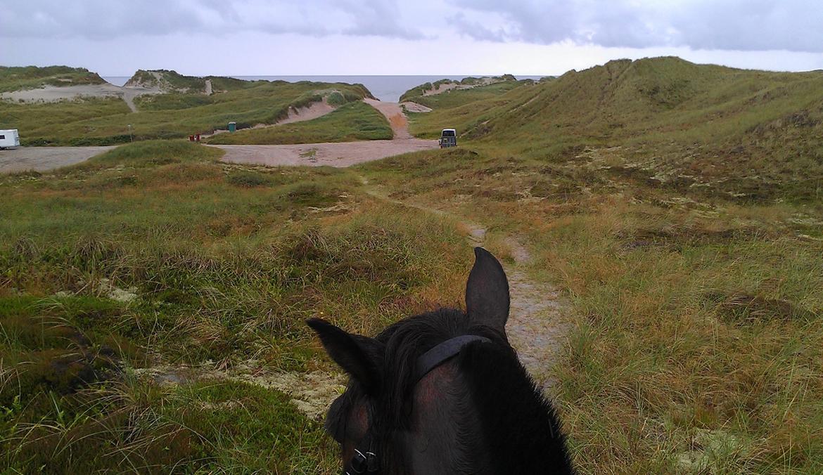 Koldblodstraver Nording billede 14