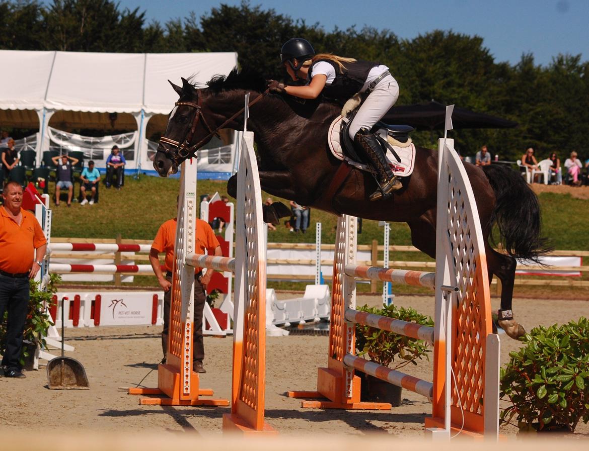 Trakehner FAUSTA billede 1