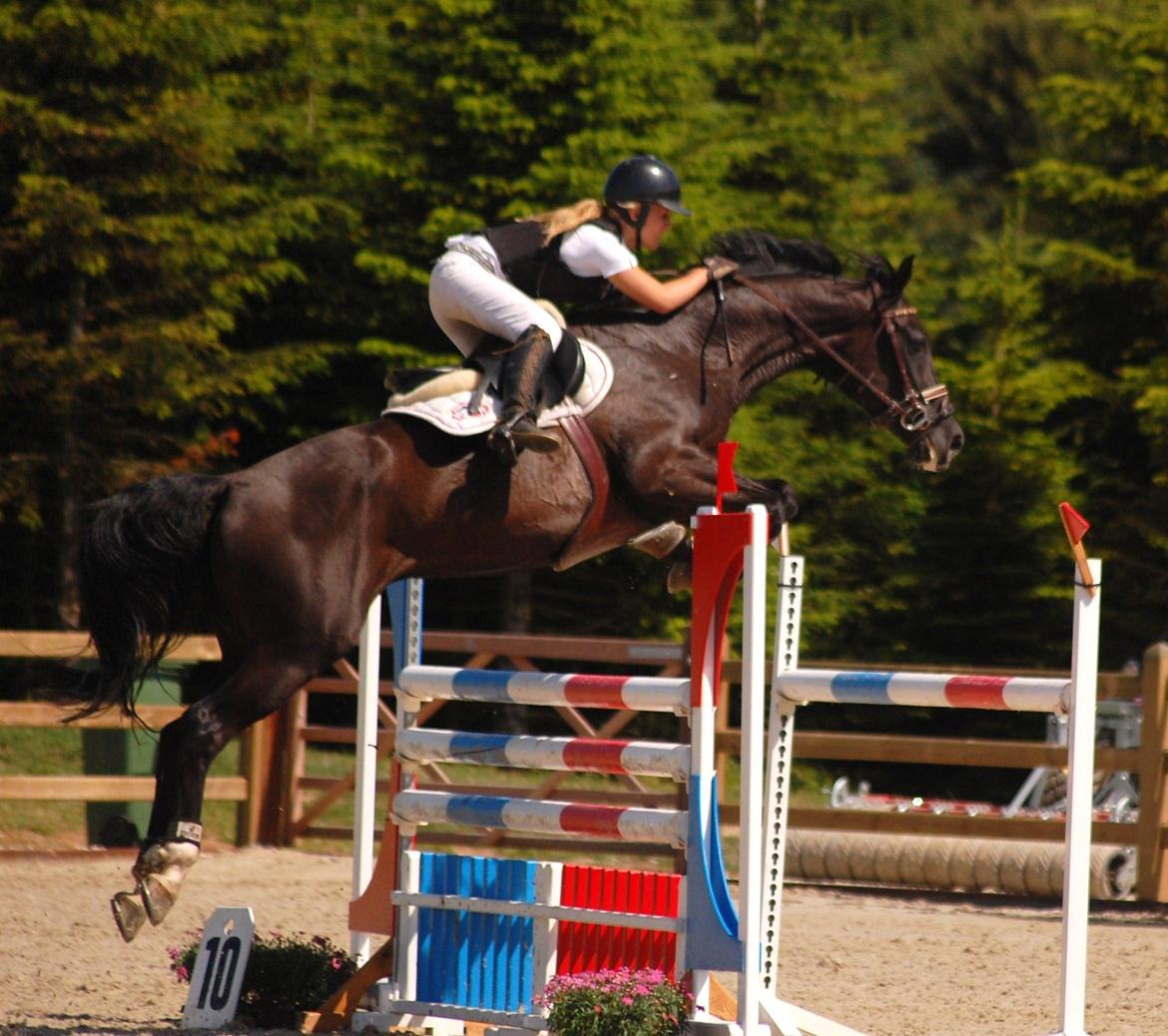 Trakehner FAUSTA billede 2