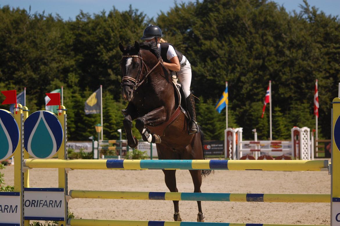 Trakehner FAUSTA billede 3