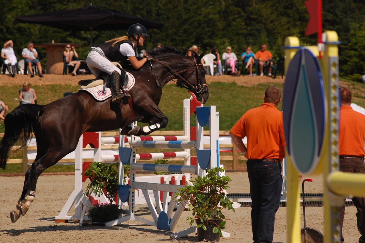 Trakehner FAUSTA billede 4