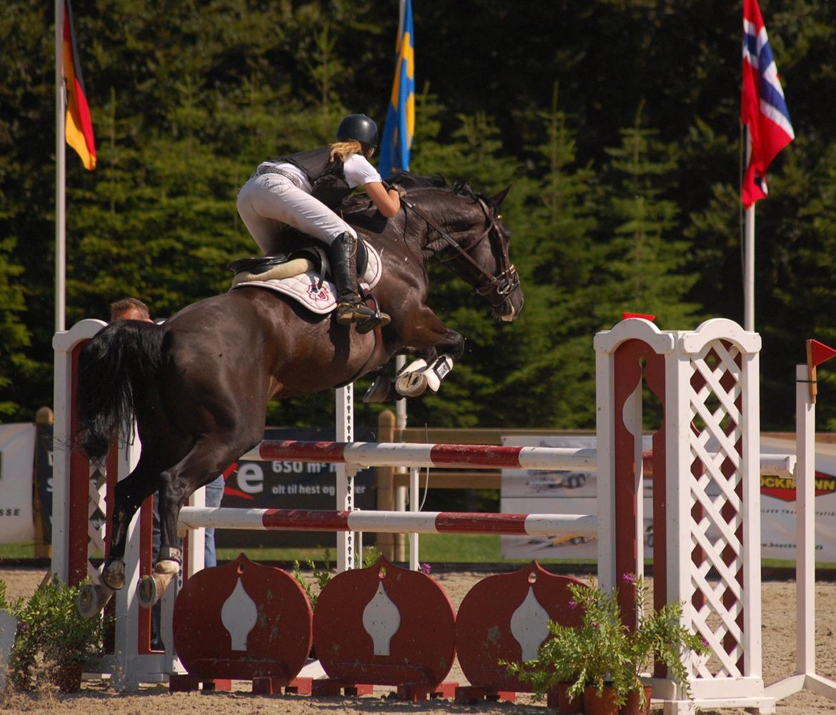 Trakehner FAUSTA billede 5