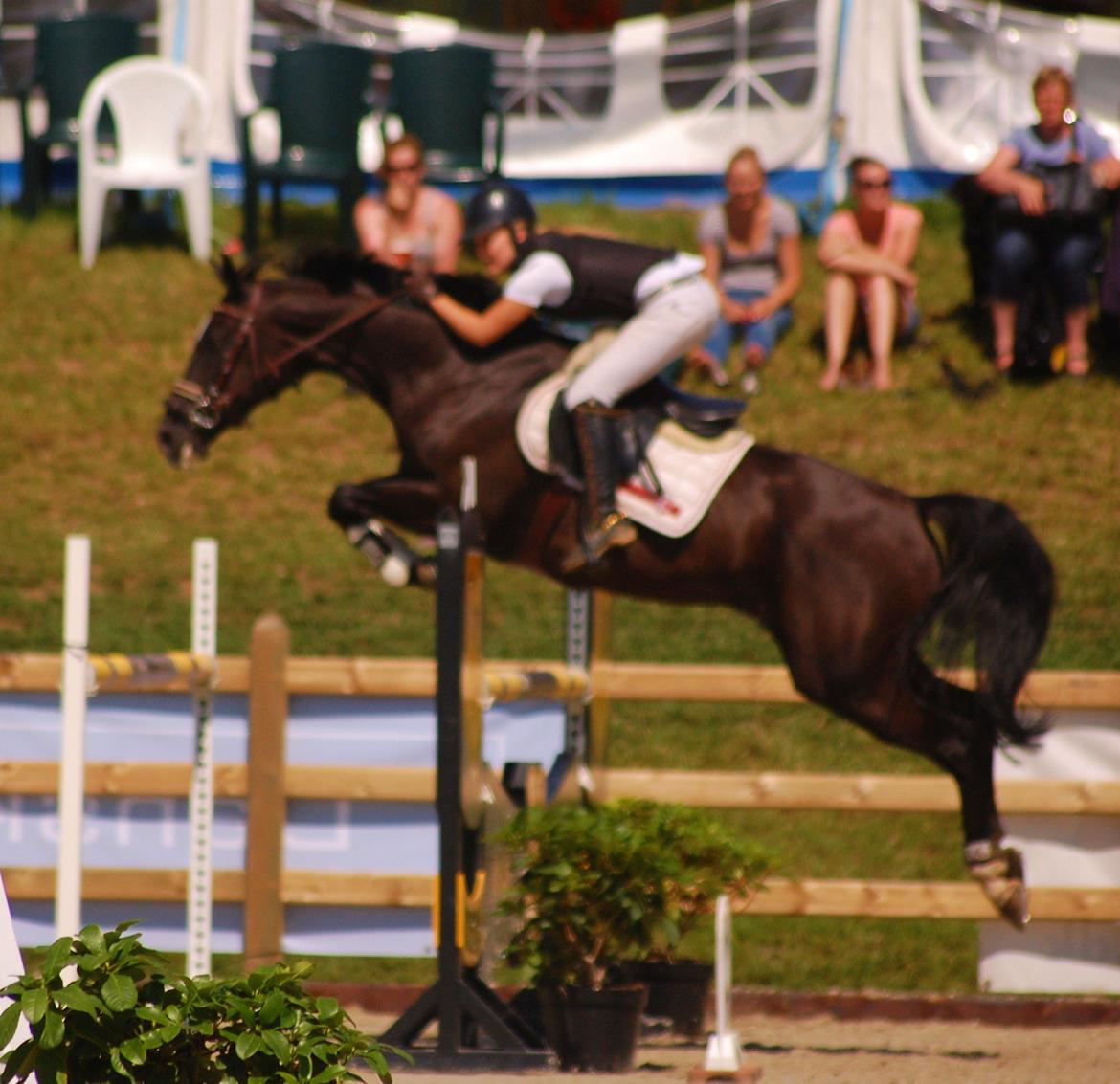 Trakehner FAUSTA billede 6