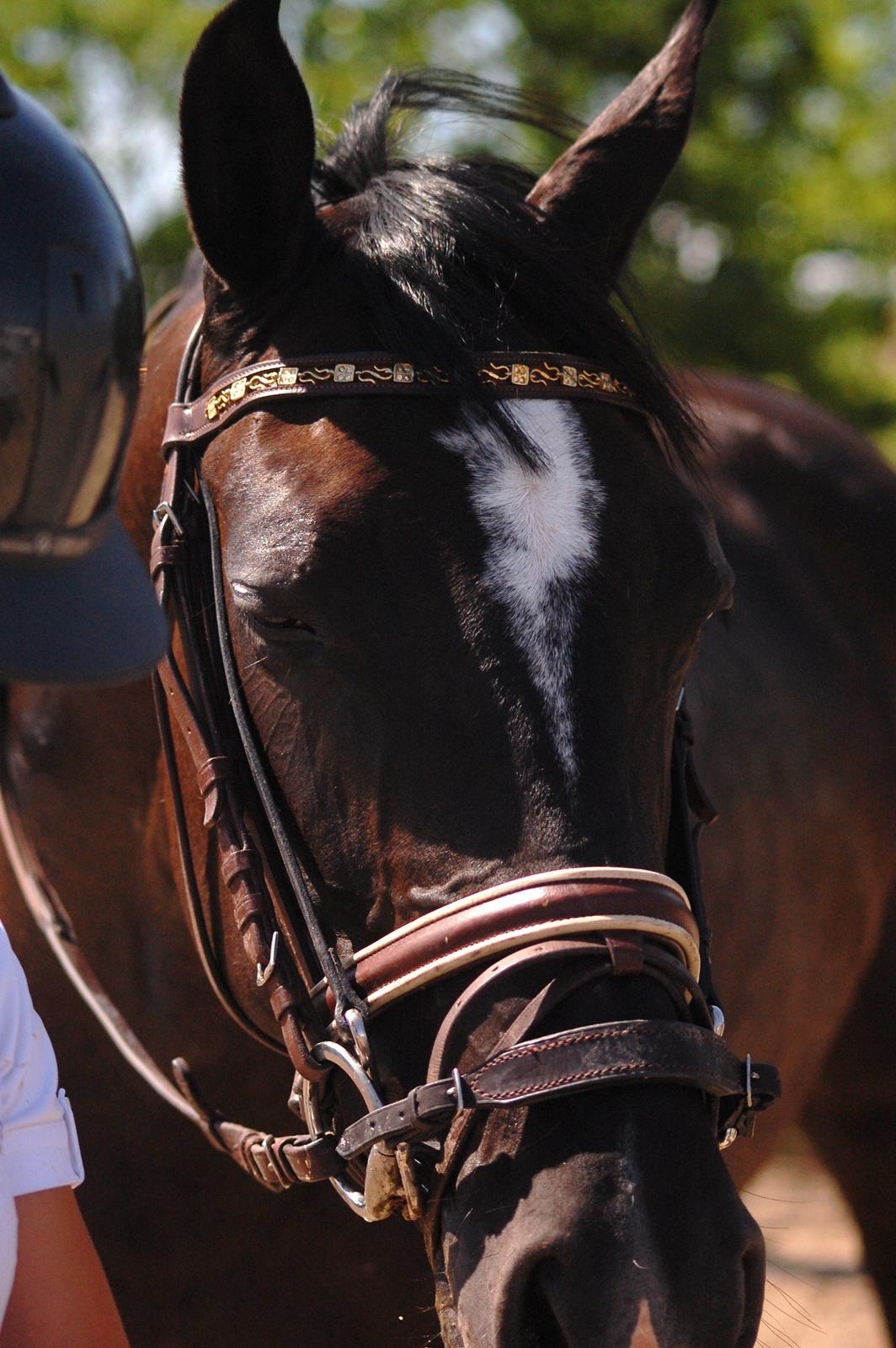 Trakehner FAUSTA billede 7