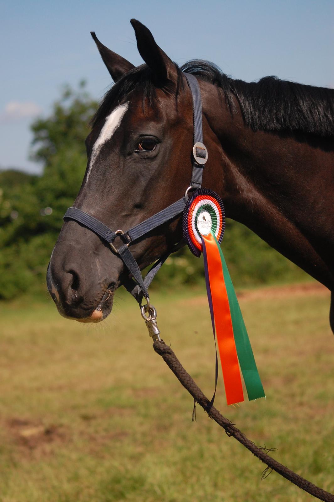 Trakehner FAUSTA billede 8