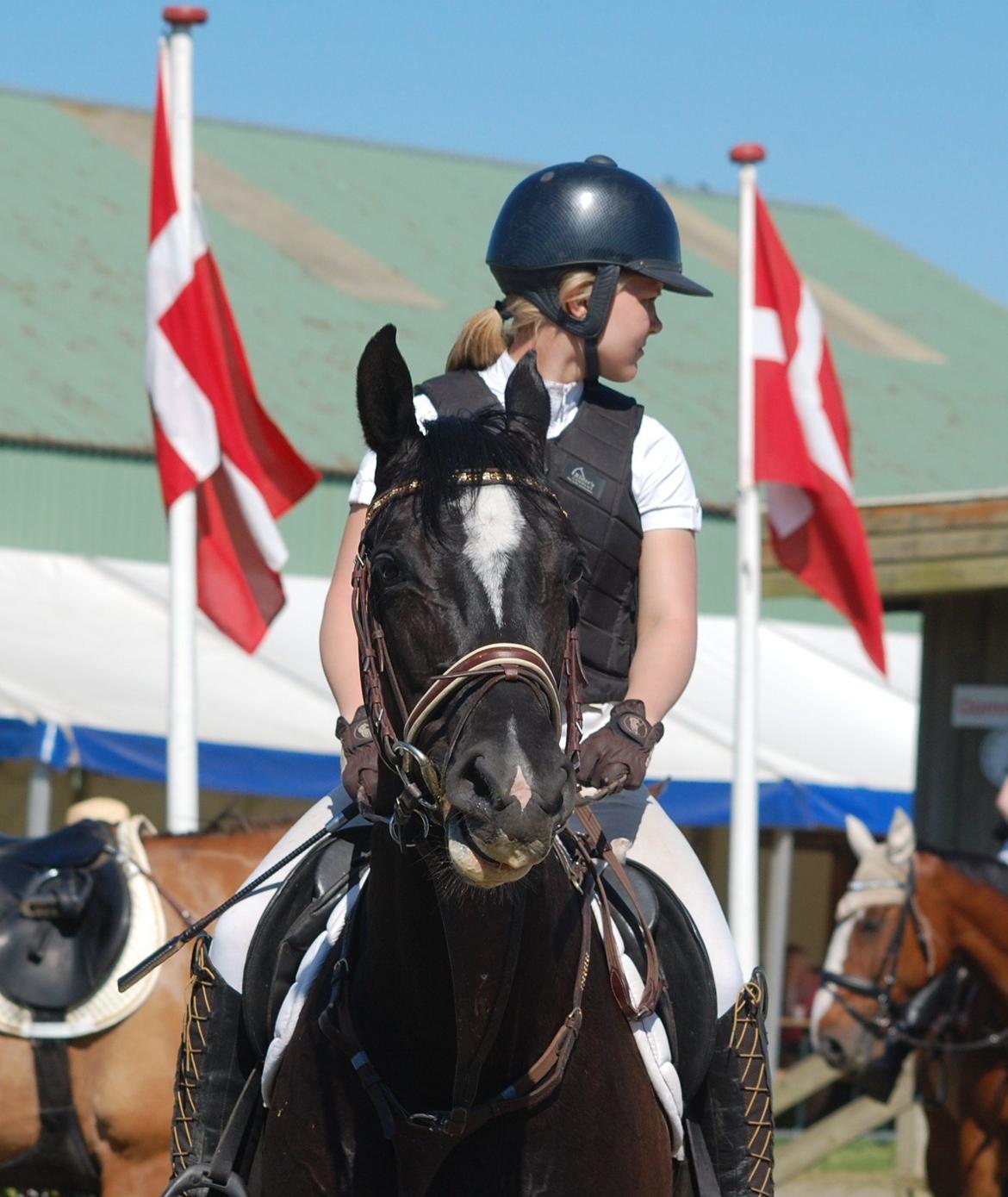 Trakehner FAUSTA billede 9