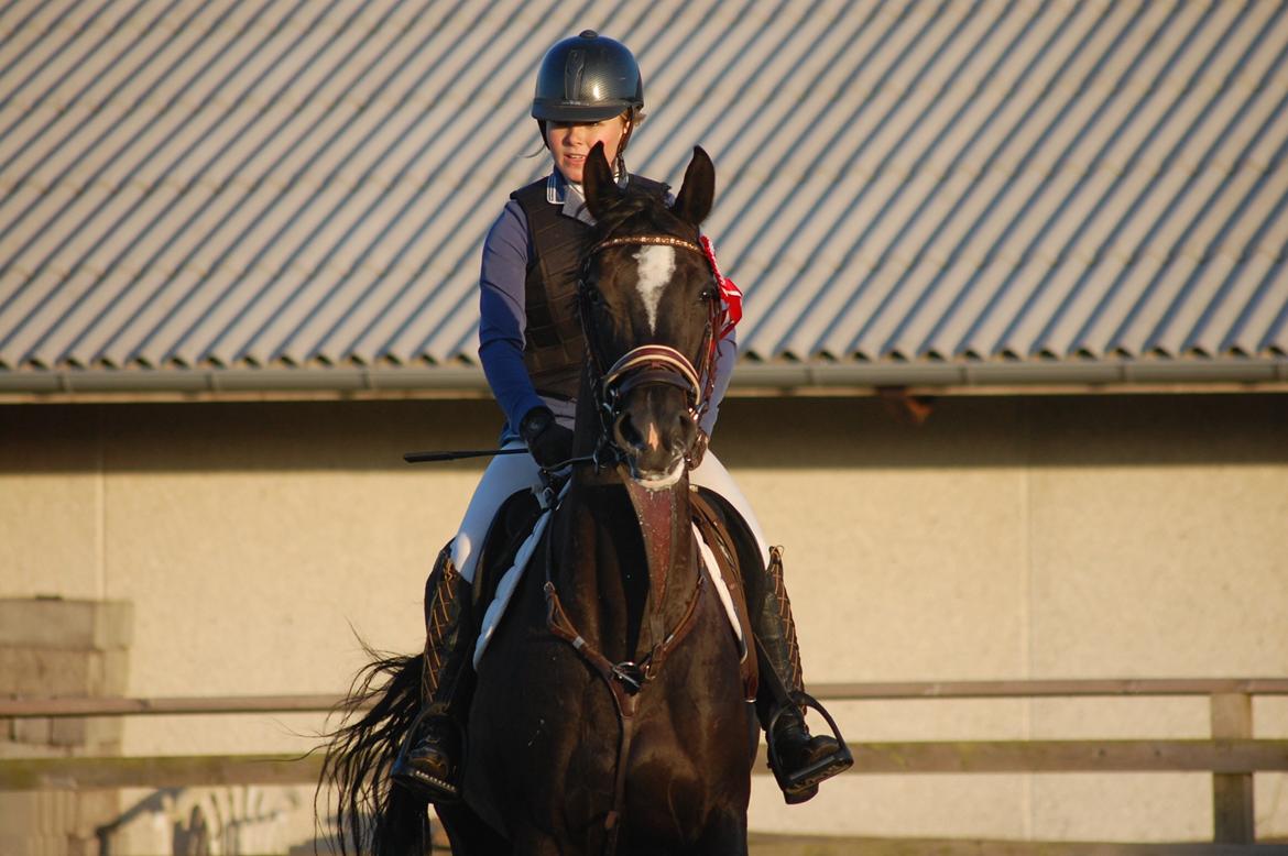 Trakehner FAUSTA billede 11