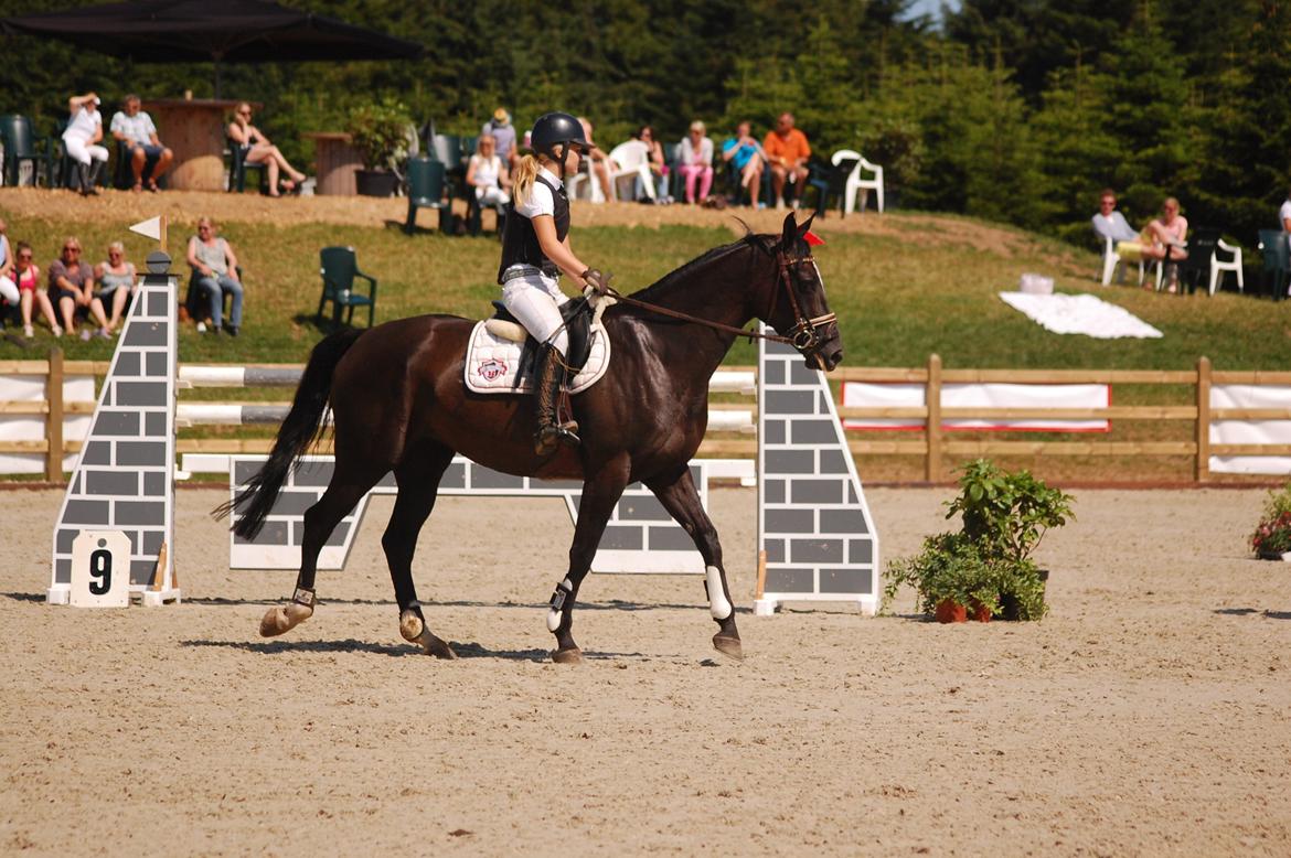 Trakehner FAUSTA billede 12