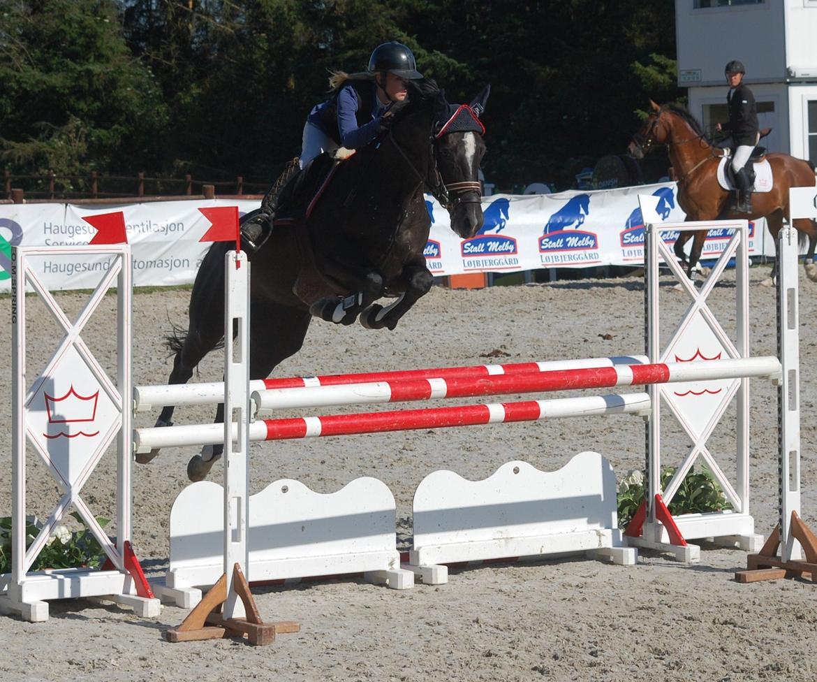 Trakehner FAUSTA billede 13