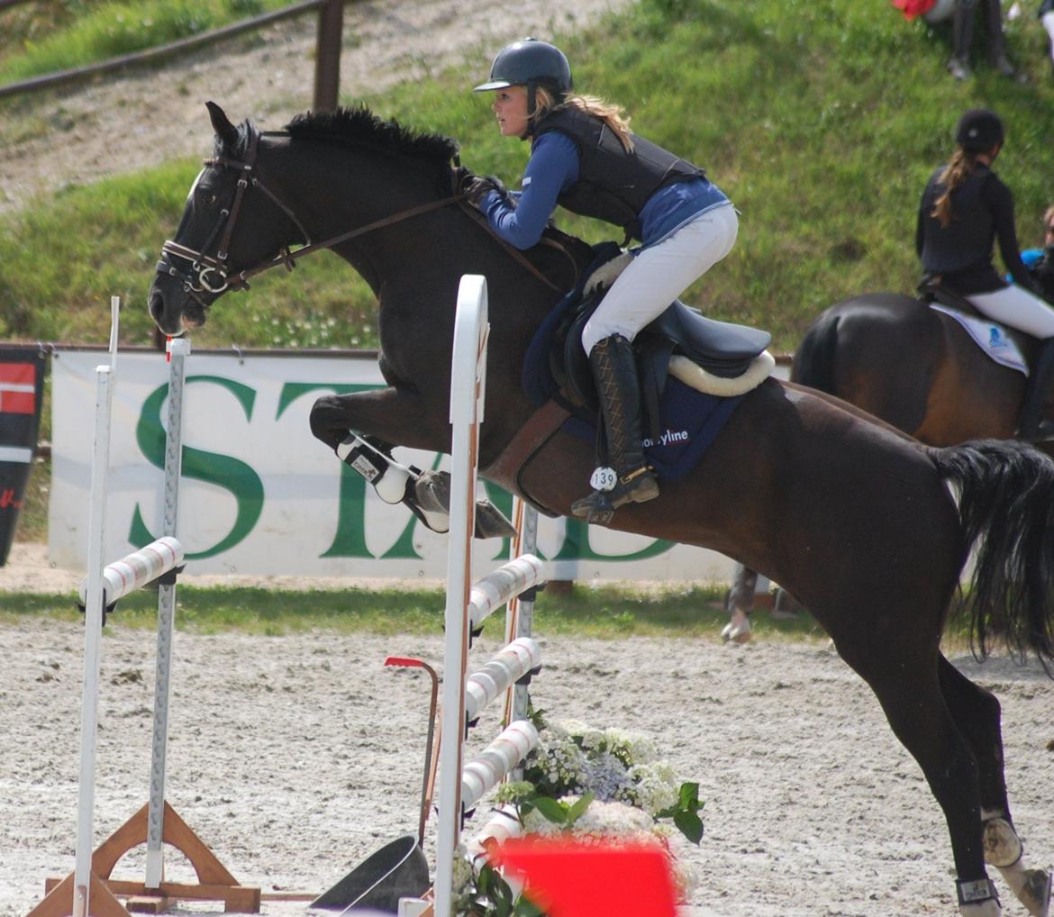 Trakehner FAUSTA billede 14