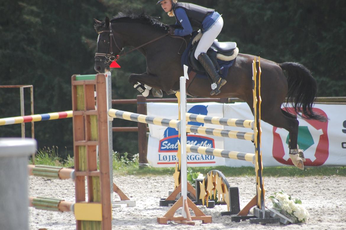 Trakehner FAUSTA billede 15