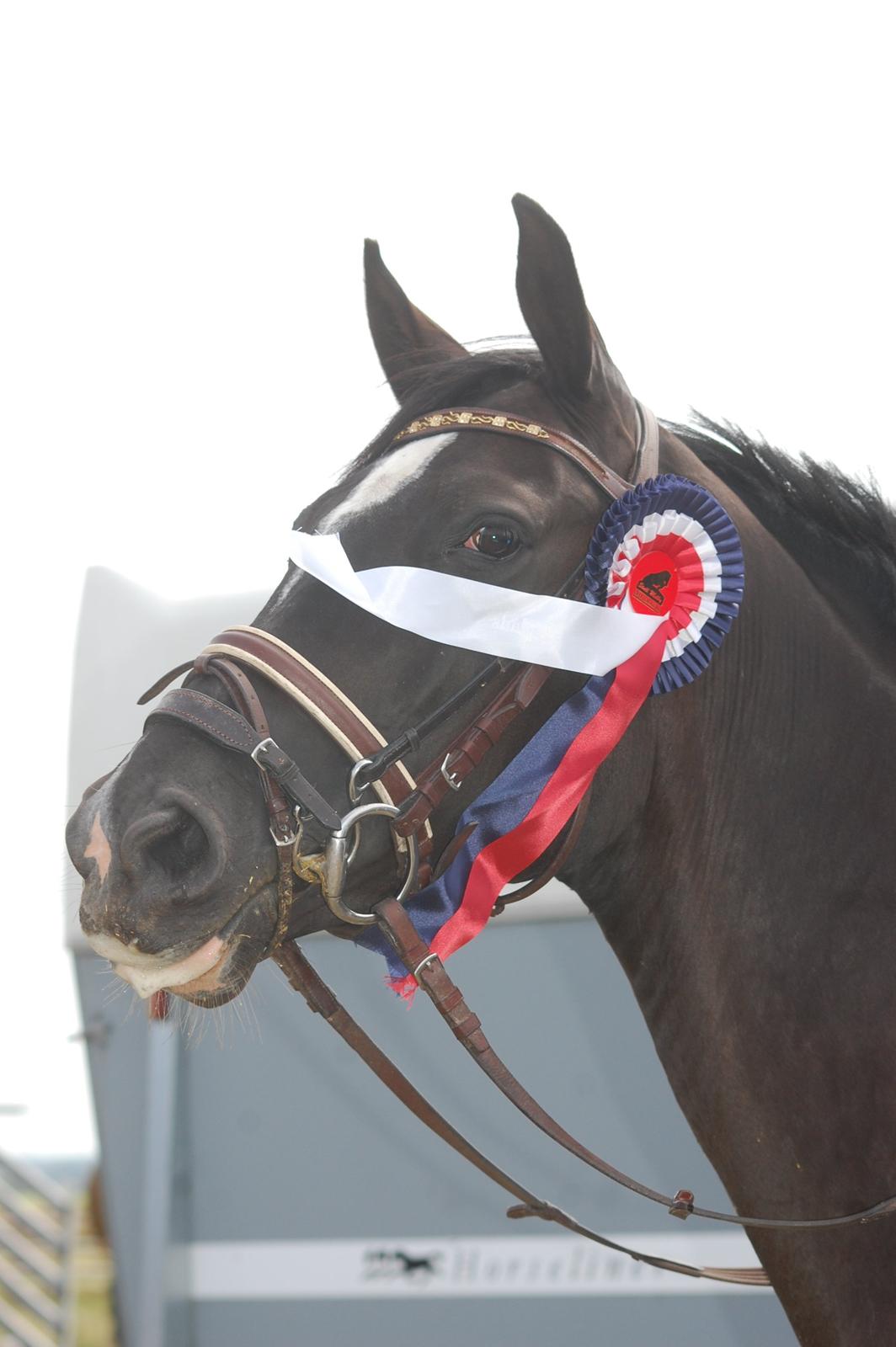 Trakehner FAUSTA billede 16