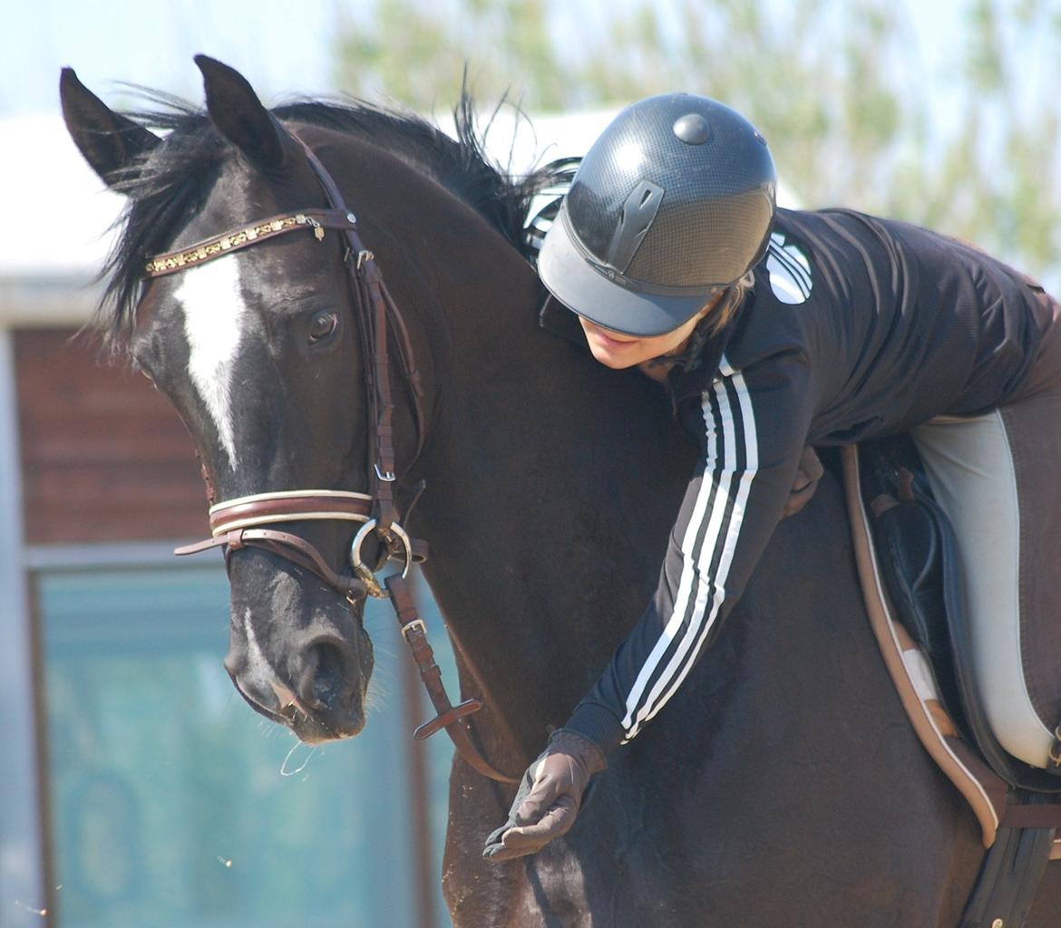 Trakehner FAUSTA billede 18