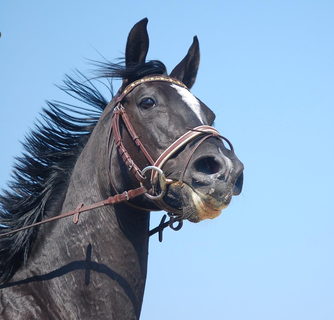 Trakehner FAUSTA billede 19