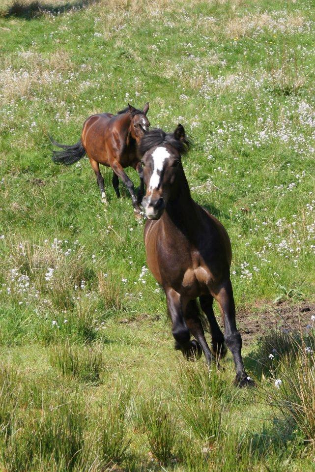 Koldblodstraver Nording billede 2