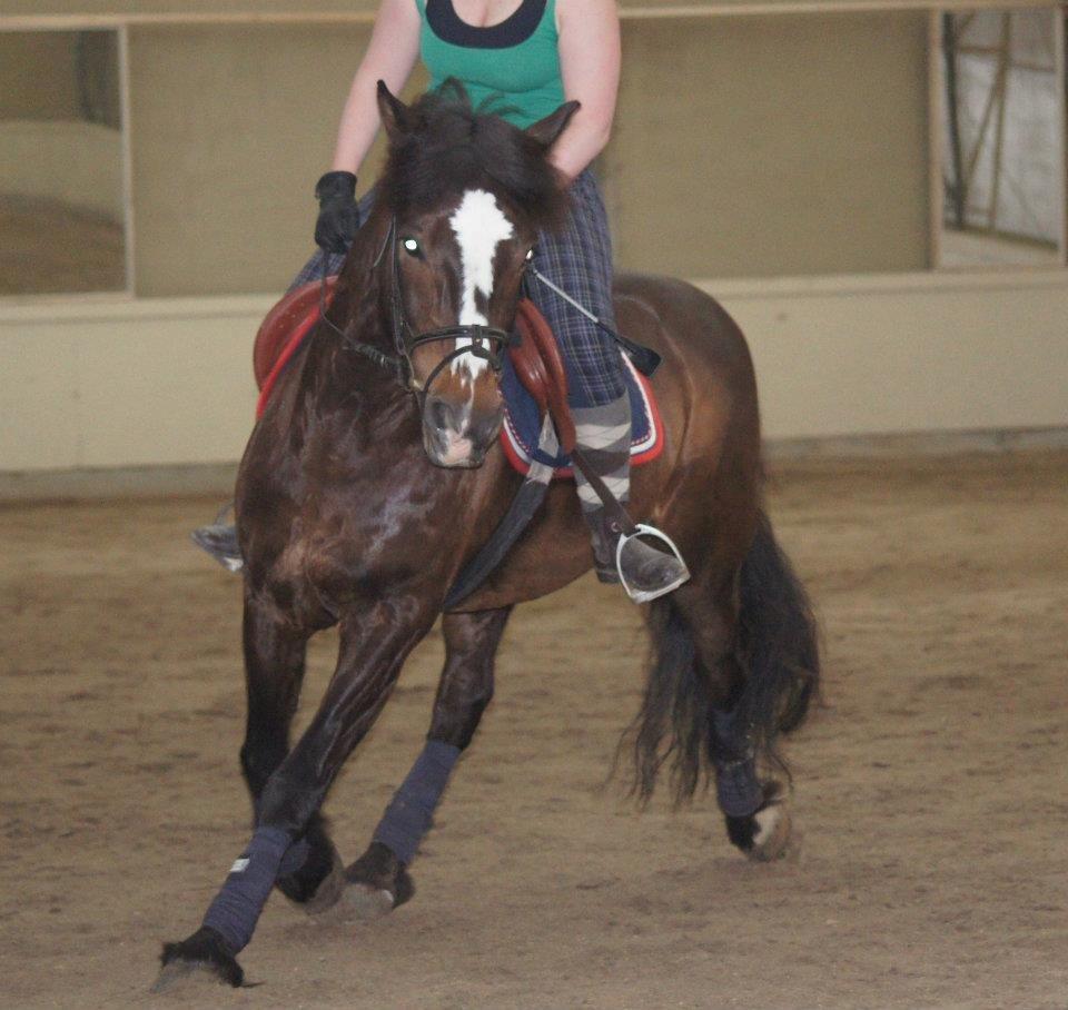 Koldblodstraver Nording billede 15