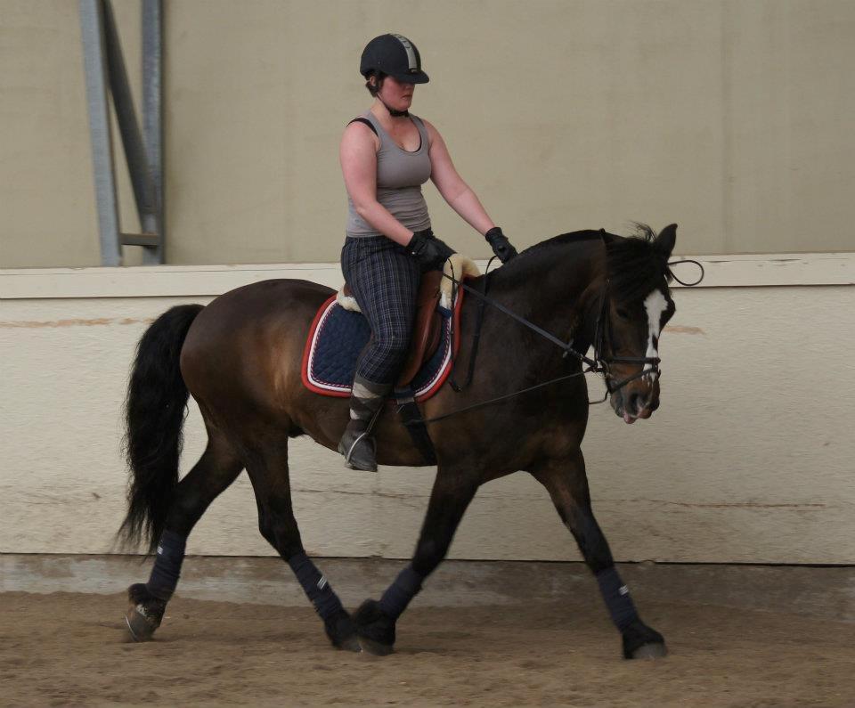 Koldblodstraver Nording billede 16