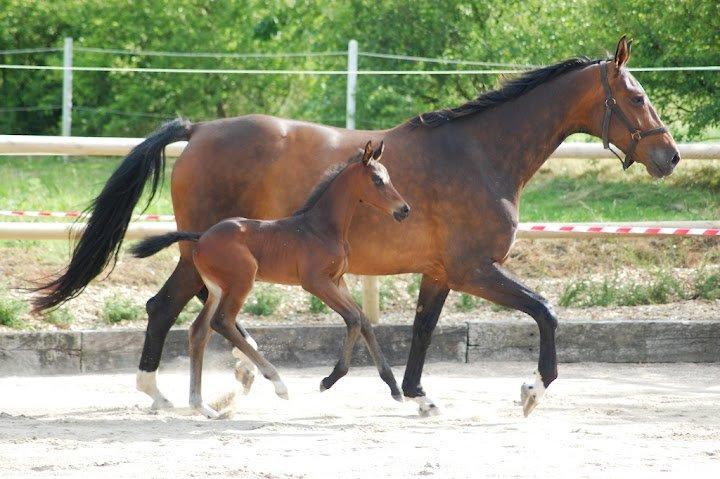 Dansk Varmblod Nana Lindebjerg - Nana med føl 2012. Foto: Mathilde Koefod Nielsen billede 1